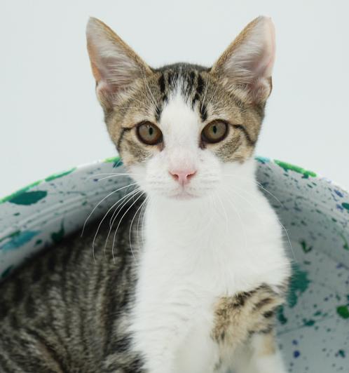 Collin is INCREDBLE - therapy kitten magic!