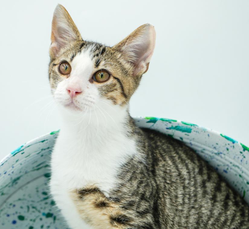 Collin is INCREDBLE - therapy kitten magic!