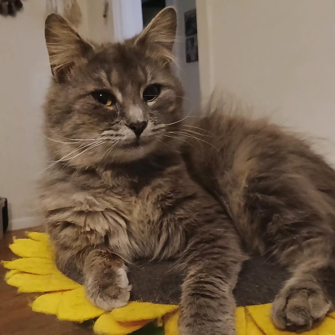 Shadowfax, adoptable, Young Male Siberian & Domestic Medium Hair.