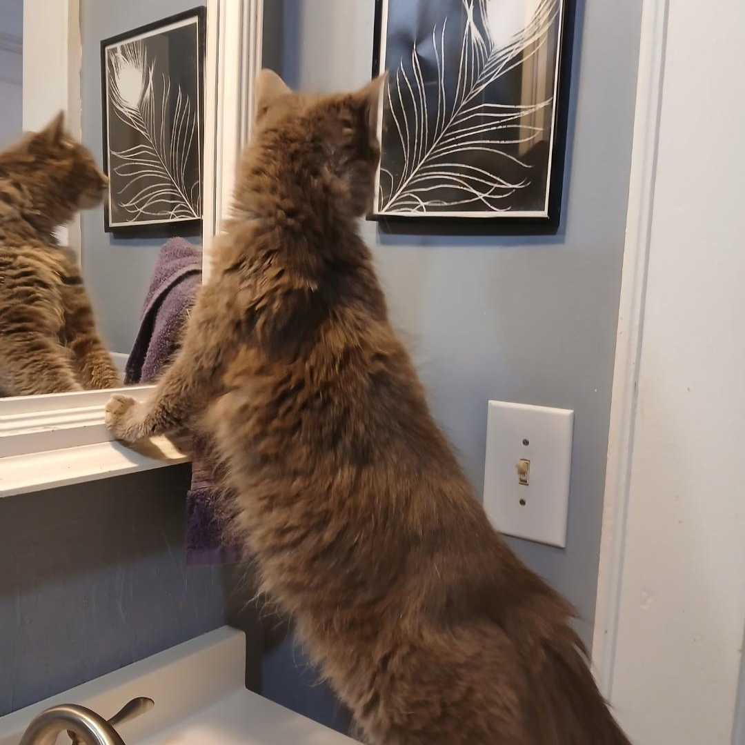 Enlarge Shadowfax, a ADOPTABLE mixed breed in Gastonia, NC image 2/4