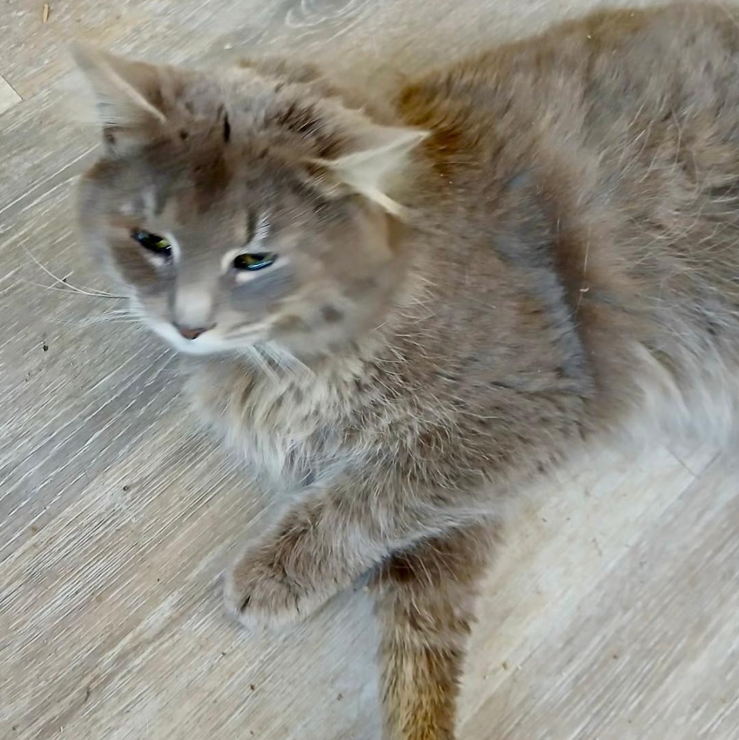 Enlarge Shadowfax, a ADOPTABLE mixed breed in Gastonia, NC image 4/4