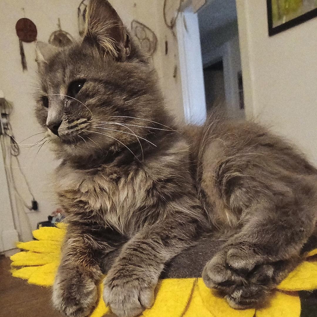 Enlarge Shadowfax, an adoptable mixed breed in Gastonia, NC image 5/5