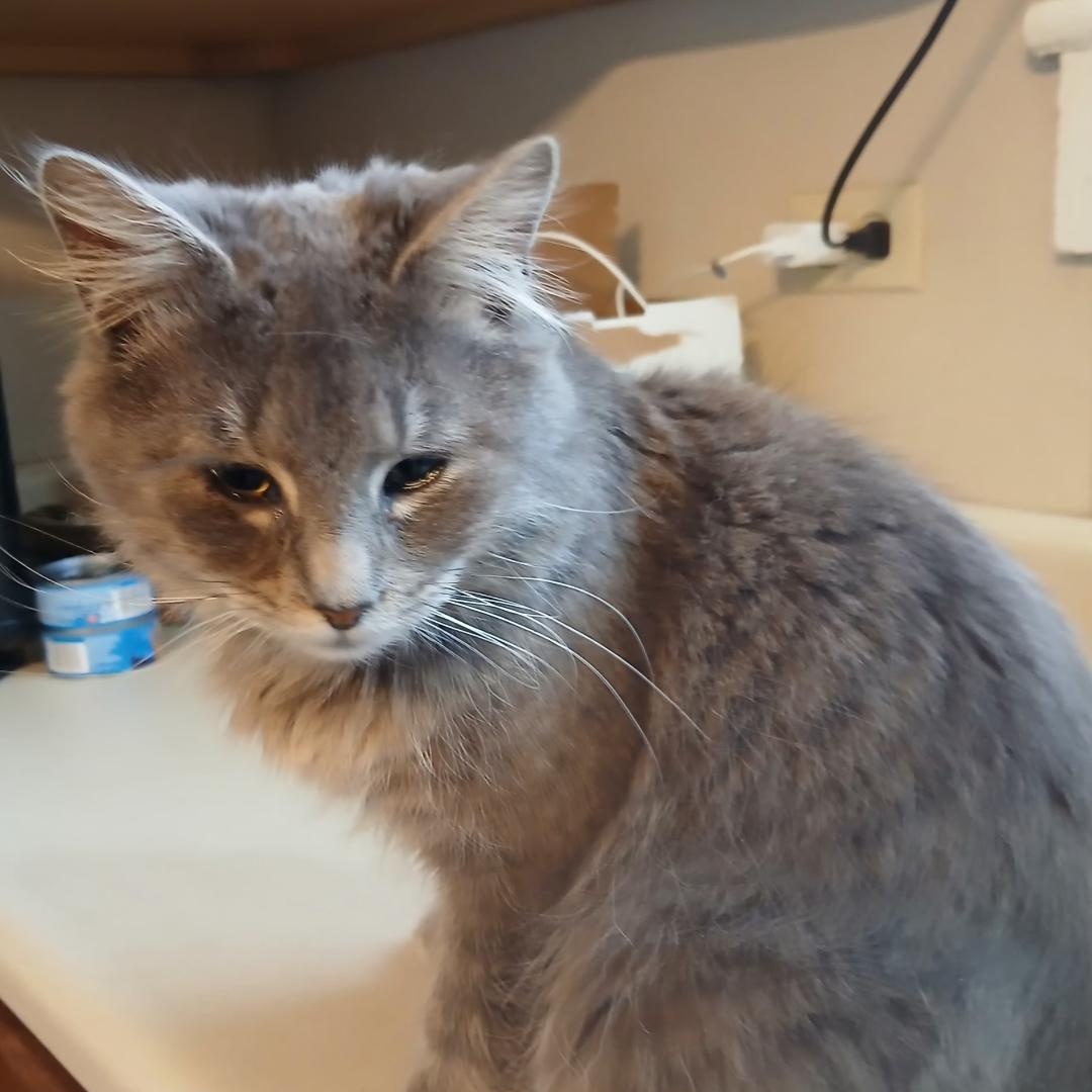 Shadowfax, ADOPTABLE, Young Male Siberian & Domestic Medium Hair.