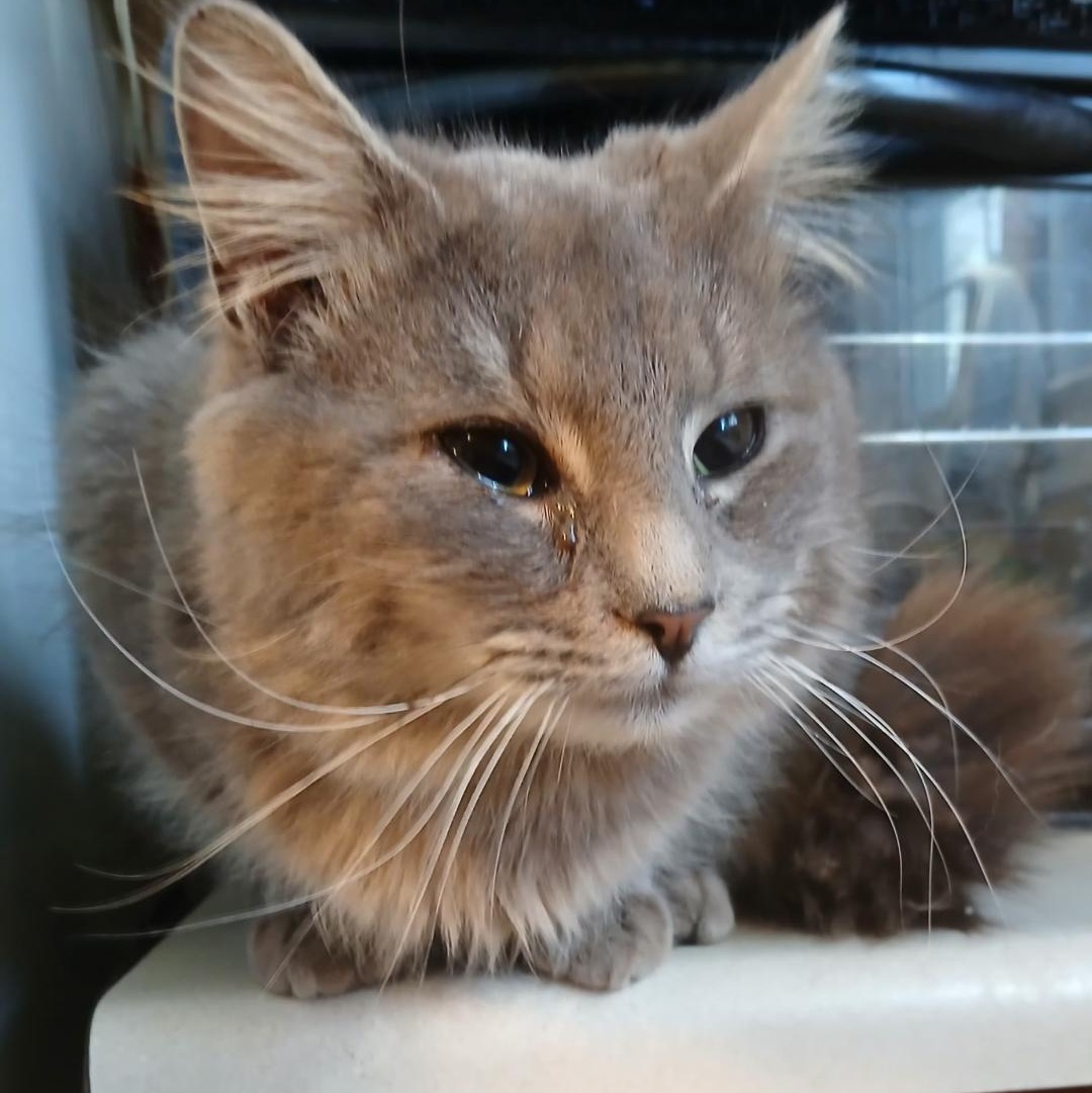 Enlarge Shadowfax, a ADOPTABLE mixed breed in Gastonia, NC image 3/4