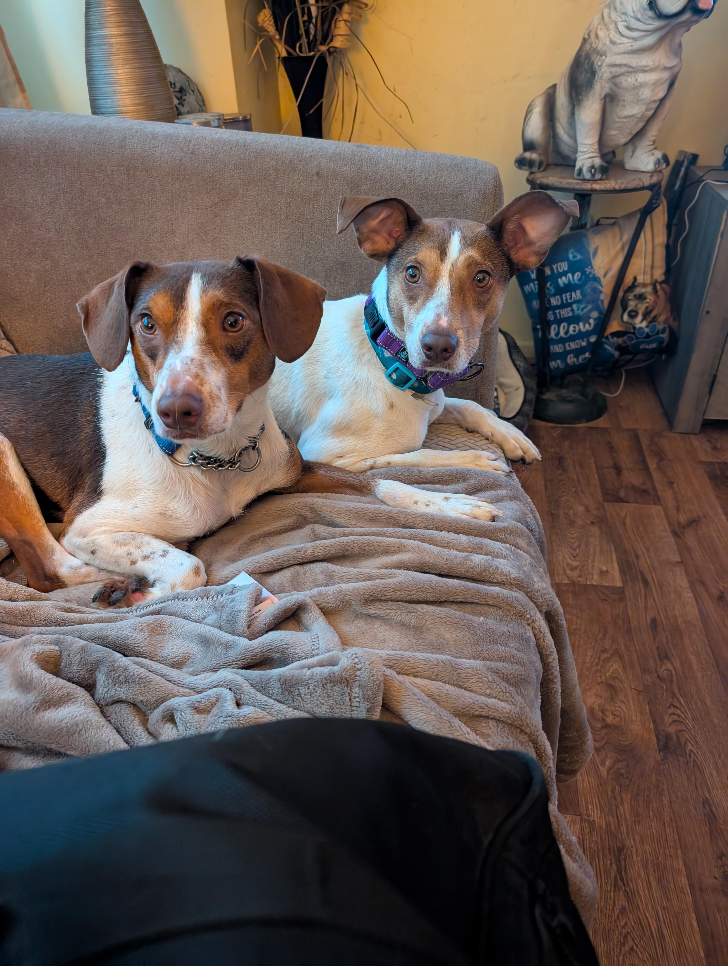 Enlarge Daffy, a Adoptable mixed breed in Homer Glen, IL image 4/5