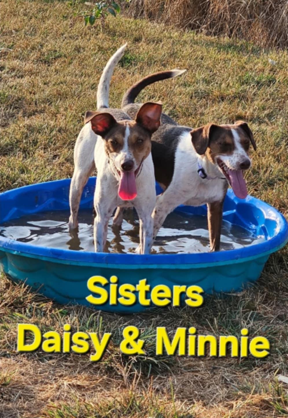 Enlarge Daffy, a Adoptable mixed breed in Homer Glen, IL image 5/5