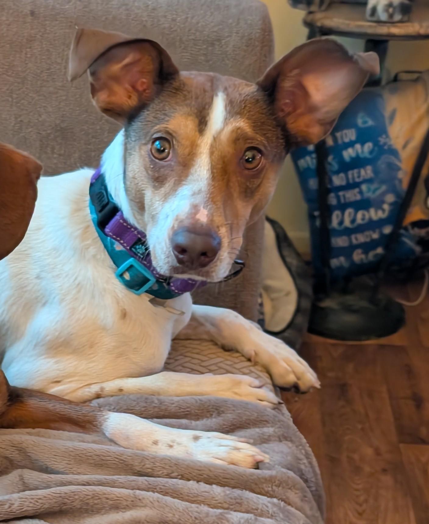 Daffy, Adoptable, Adult Female Rat Terrier & Beagle.