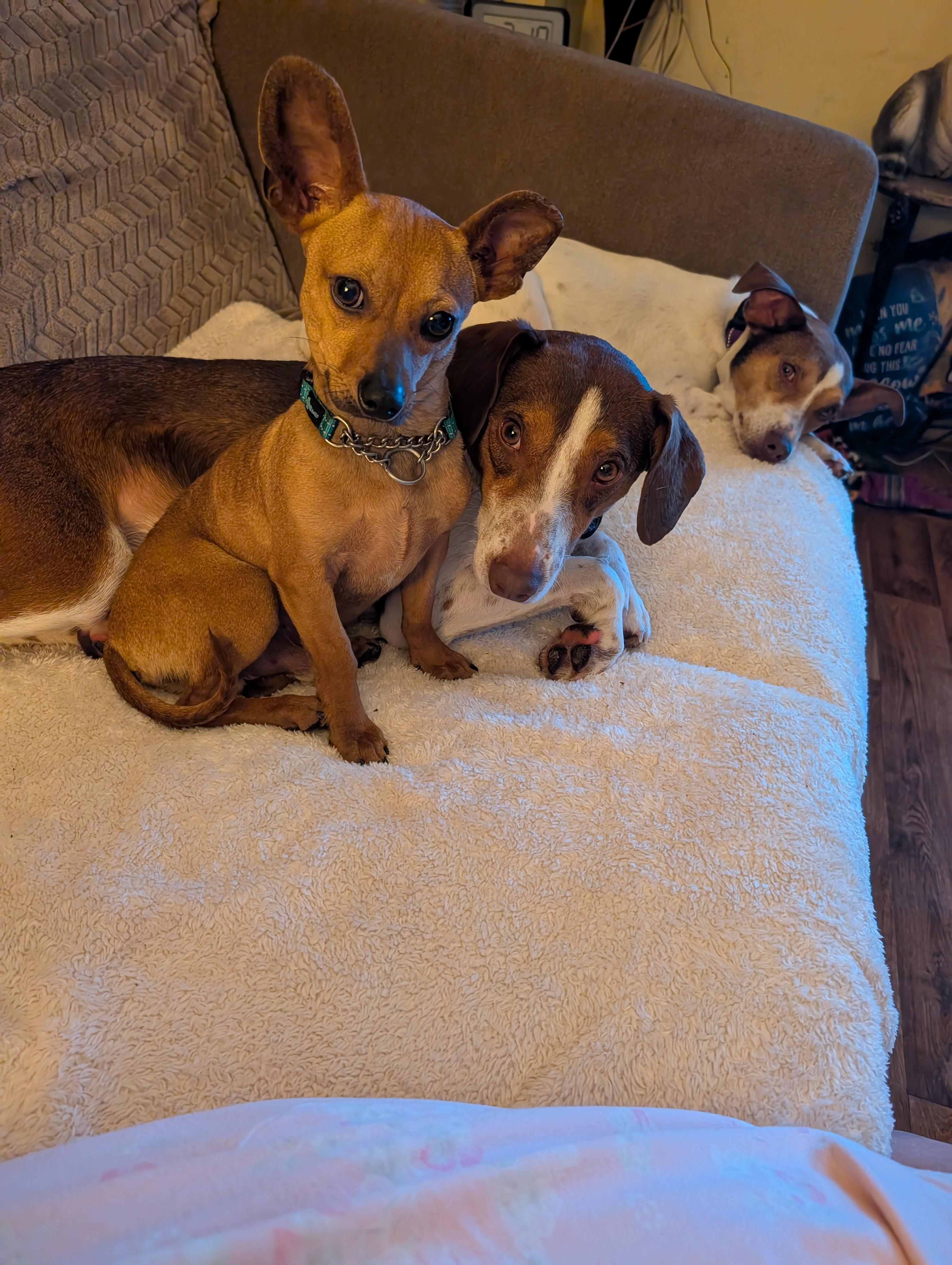 Enlarge Daffy, a Adoptable mixed breed in Homer Glen, IL image 2/5