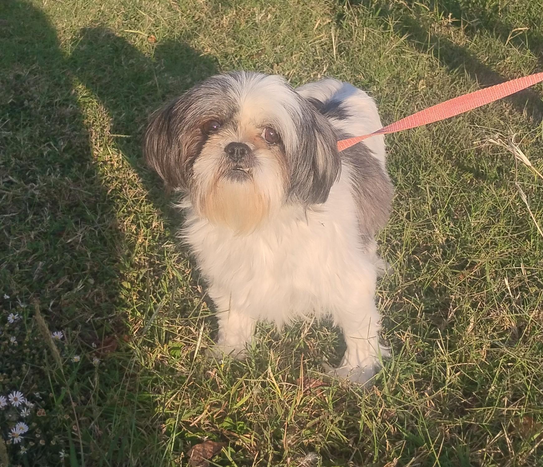 LuluBelle, adoptable, Adult Female Shih Tzu.