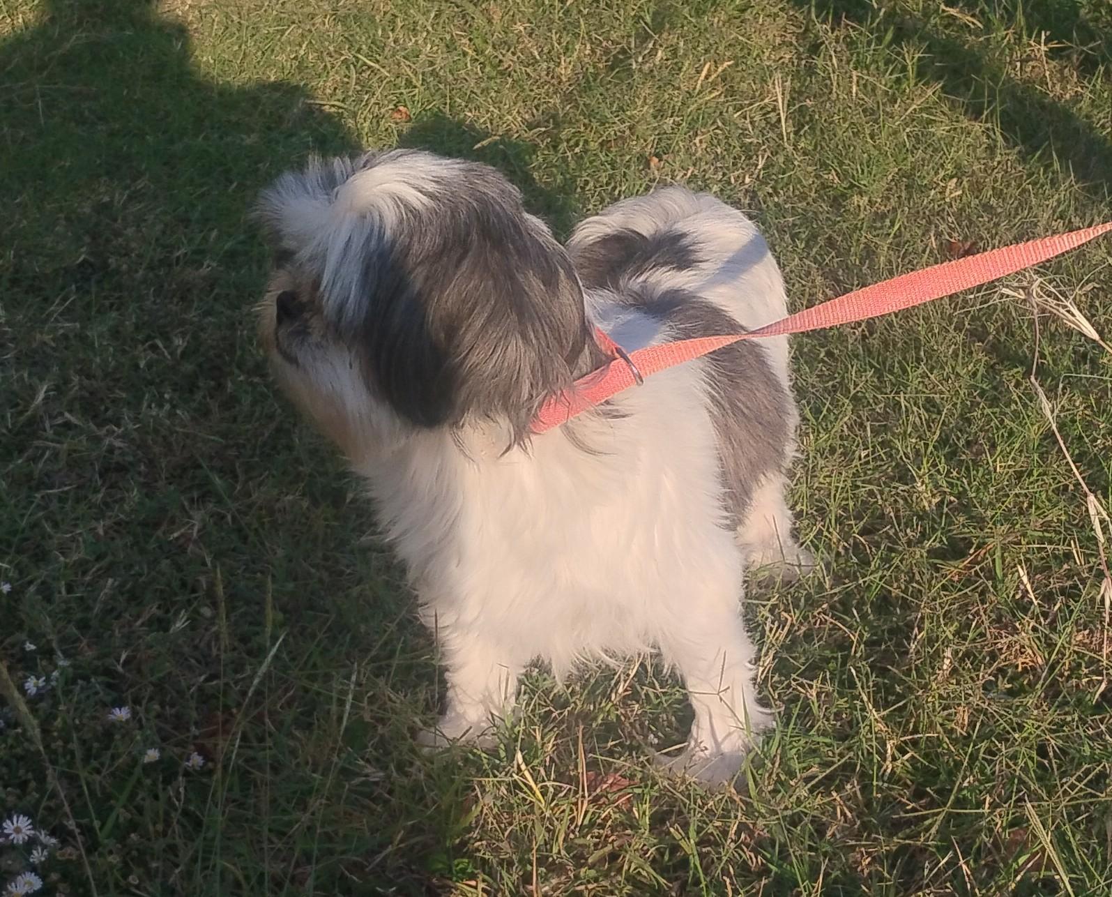 Enlarge LuluBelle, an adoptable Shih Tzu in Sulphur, OK image 2/5