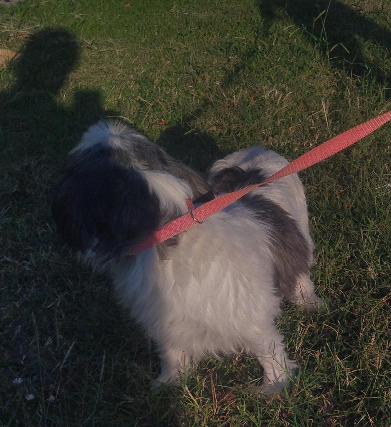 Enlarge LuluBelle, an adoptable Shih Tzu in Sulphur, OK image 4/5