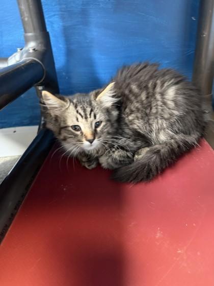 Sequoia, Adoptable, Kitten Male Domestic Short Hair.