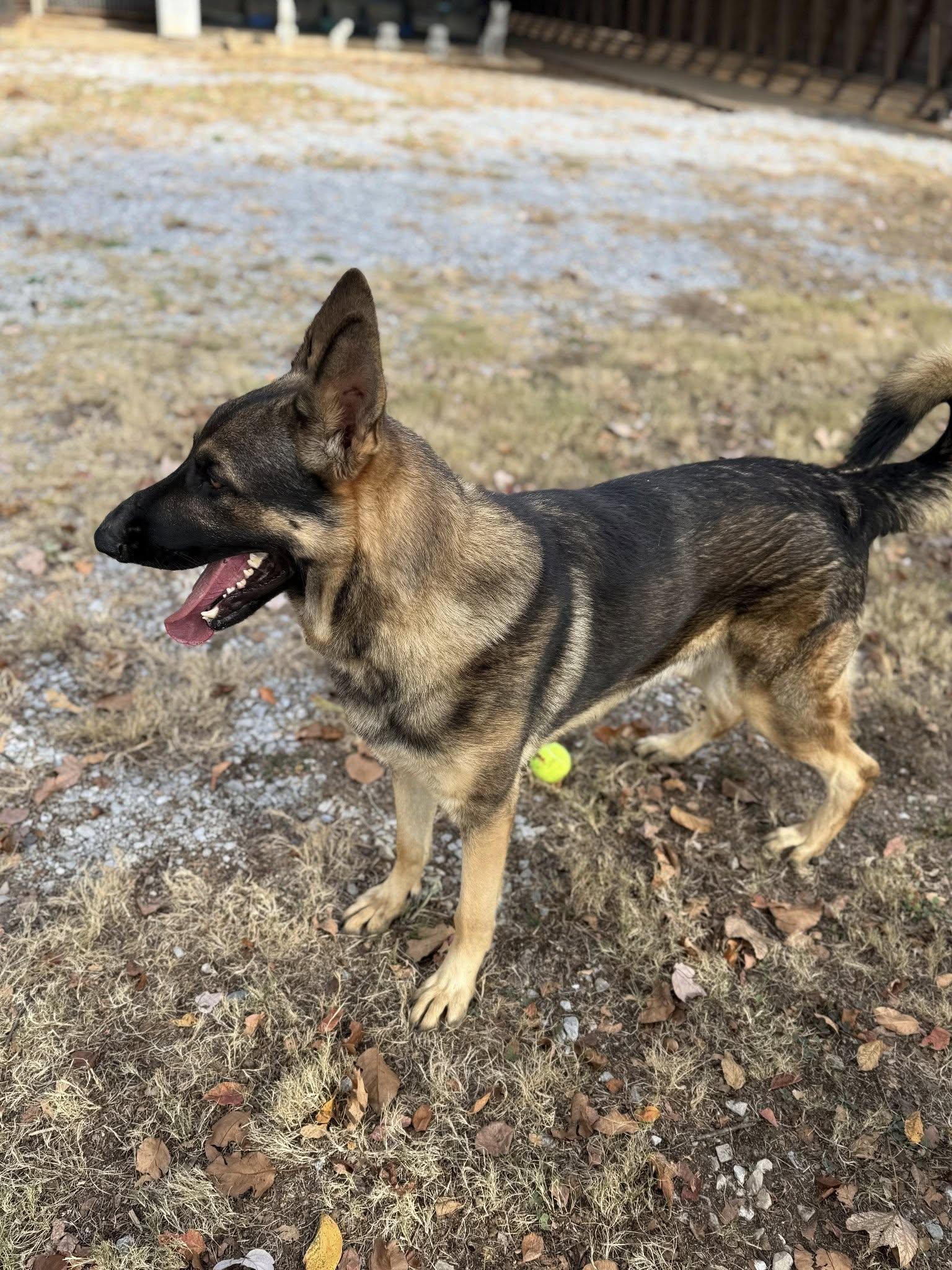 Rosco P. Co, Adoptable, Young Male German Shepherd Dog.