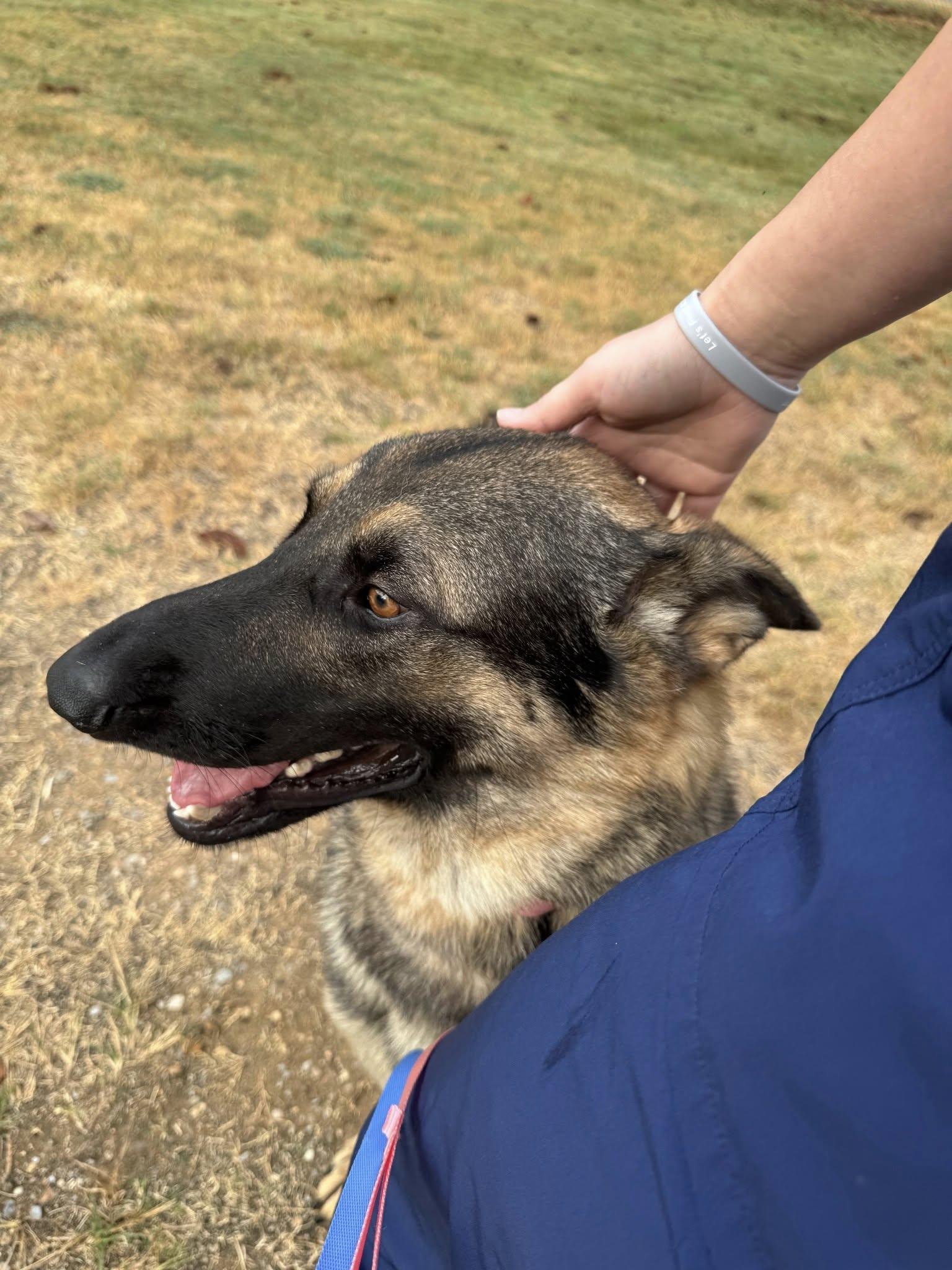 Enlarge Rosco P. Co, a Adoptable German Shepherd Dog in Greensboro, AL image 2/6