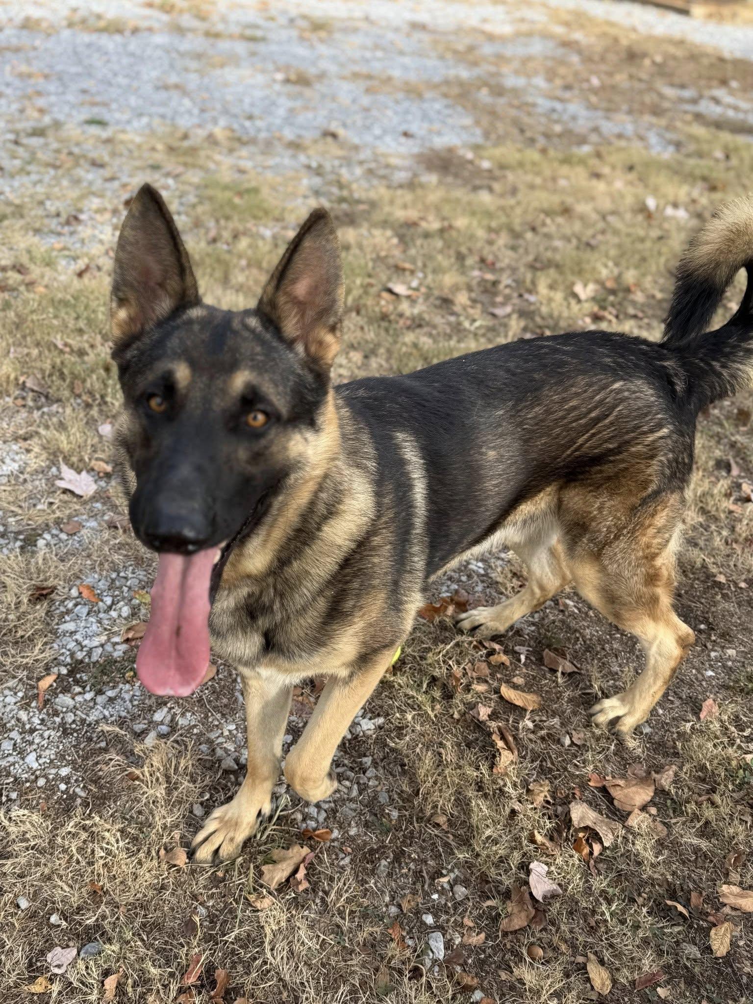 Enlarge Rosco P. Co, a Adoptable German Shepherd Dog in Greensboro, AL image 3/6