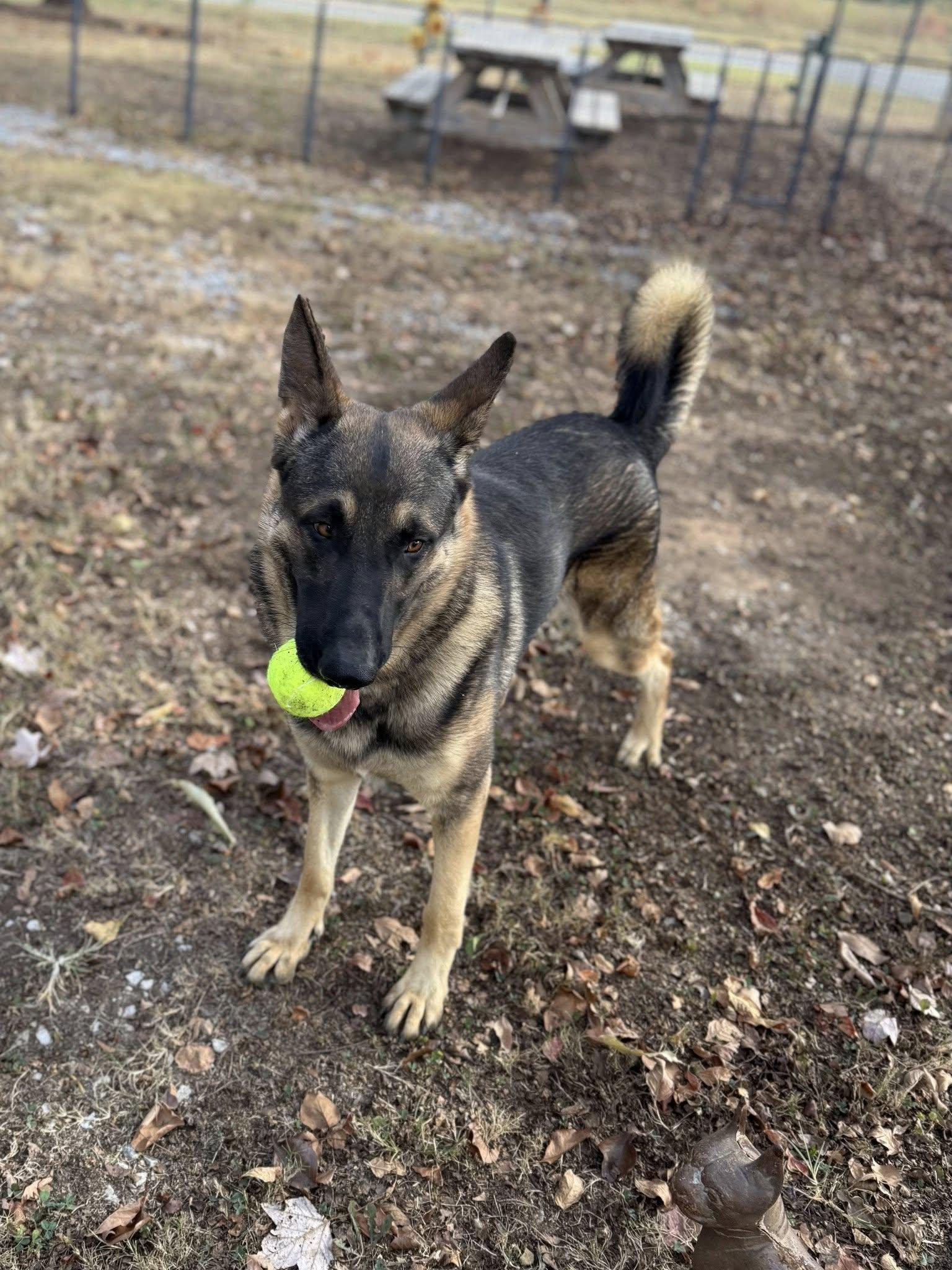 Enlarge Rosco P. Co, a Adoptable German Shepherd Dog in Greensboro, AL image 4/6