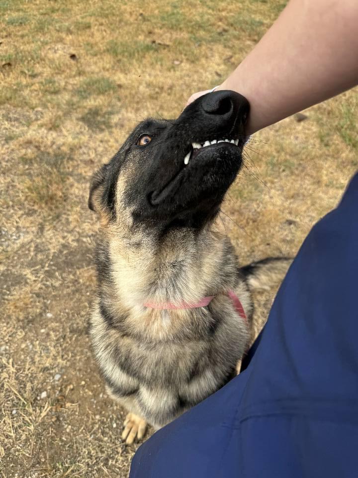 Enlarge Rosco P. Co, a Adoptable German Shepherd Dog in Greensboro, AL image 5/6