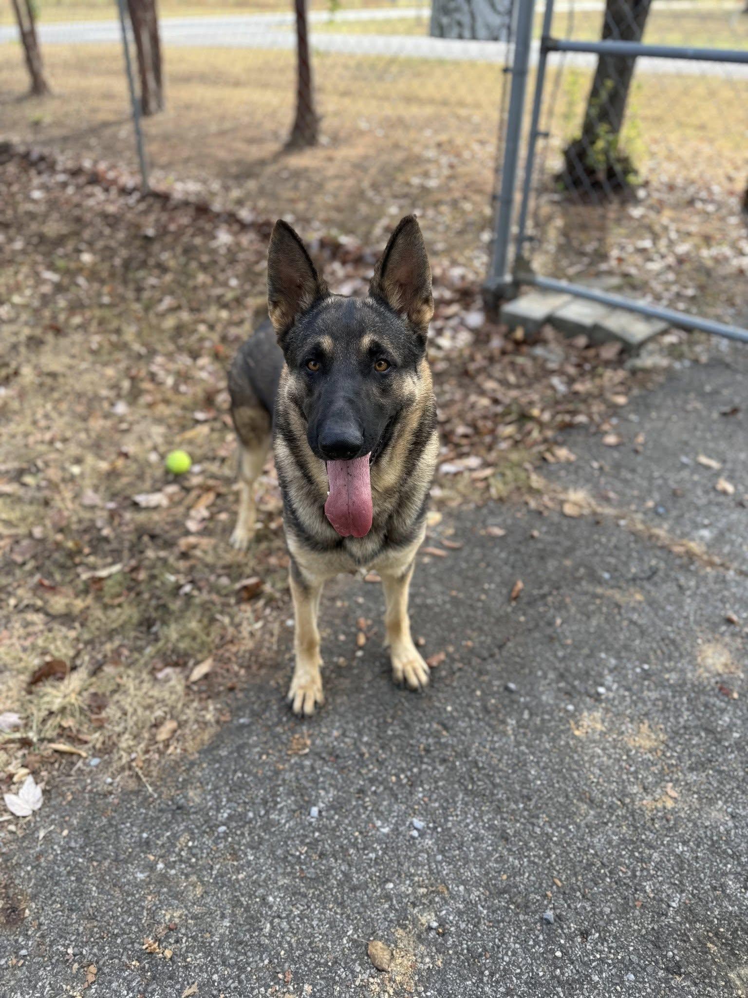 Enlarge Rosco P. Co, a Adoptable German Shepherd Dog in Greensboro, AL image 6/6