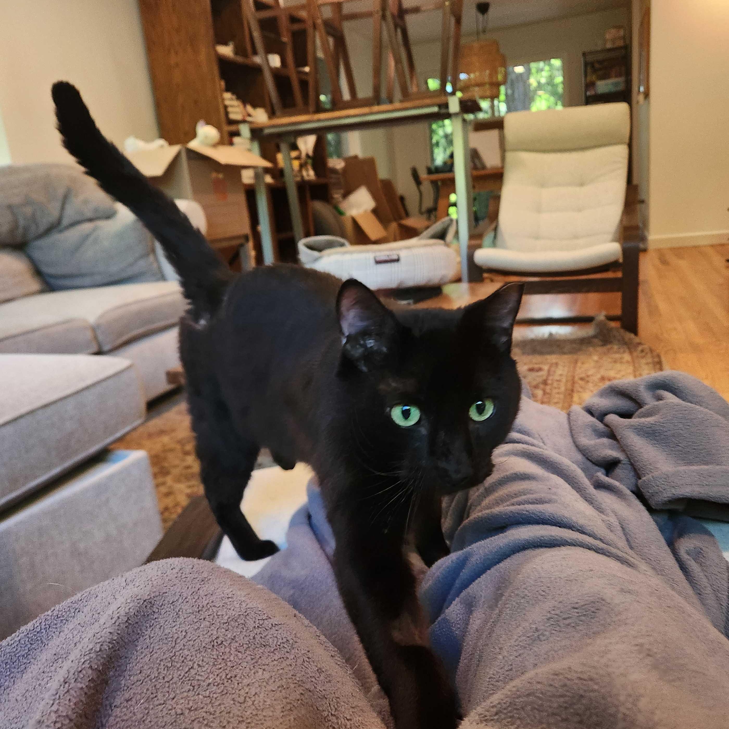 Turlington, ADOPTABLE, Young Male Domestic Short Hair.