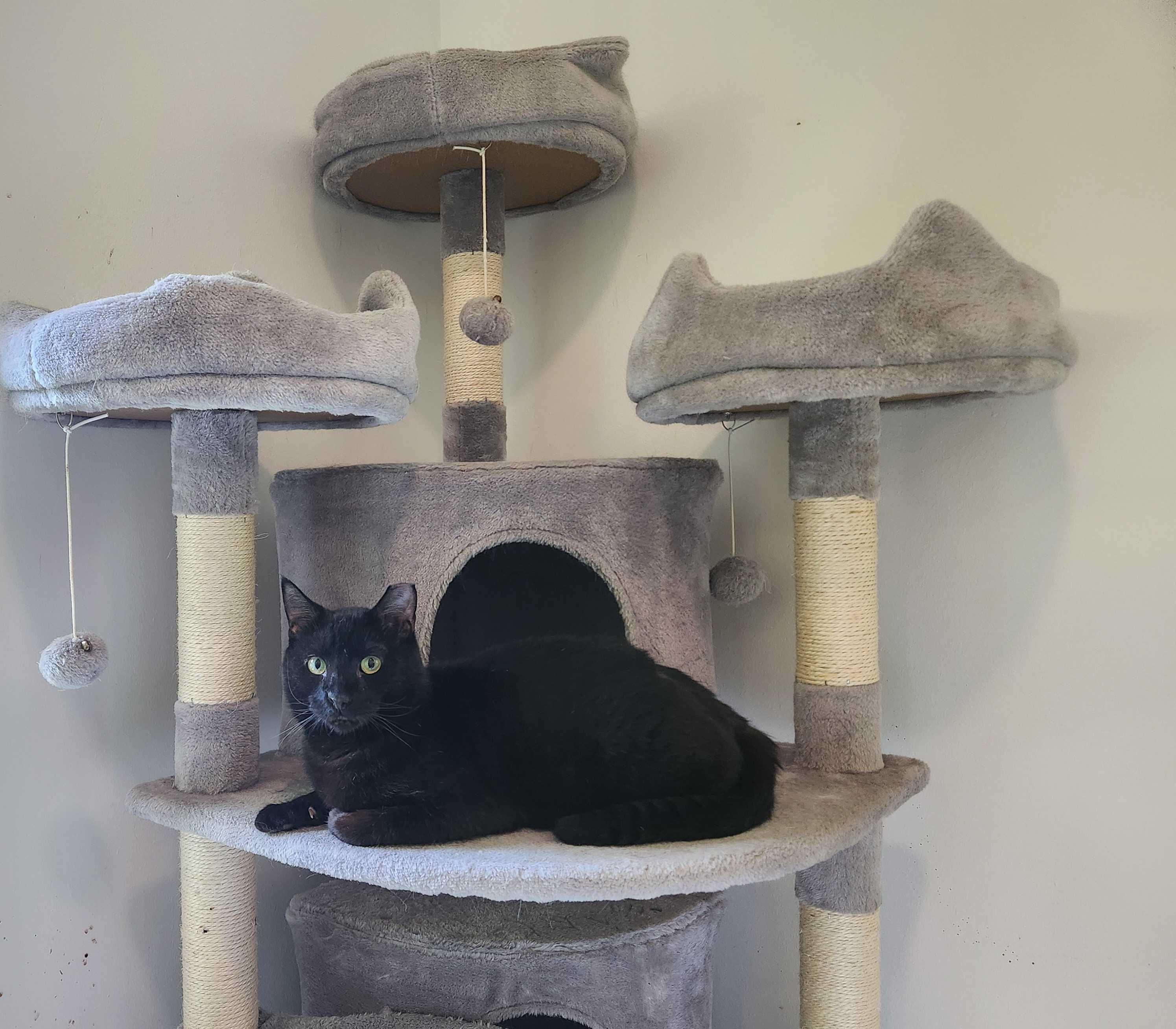 Enlarge Turlington, a ADOPTABLE Domestic Short Hair in Seattle, WA image 4/6