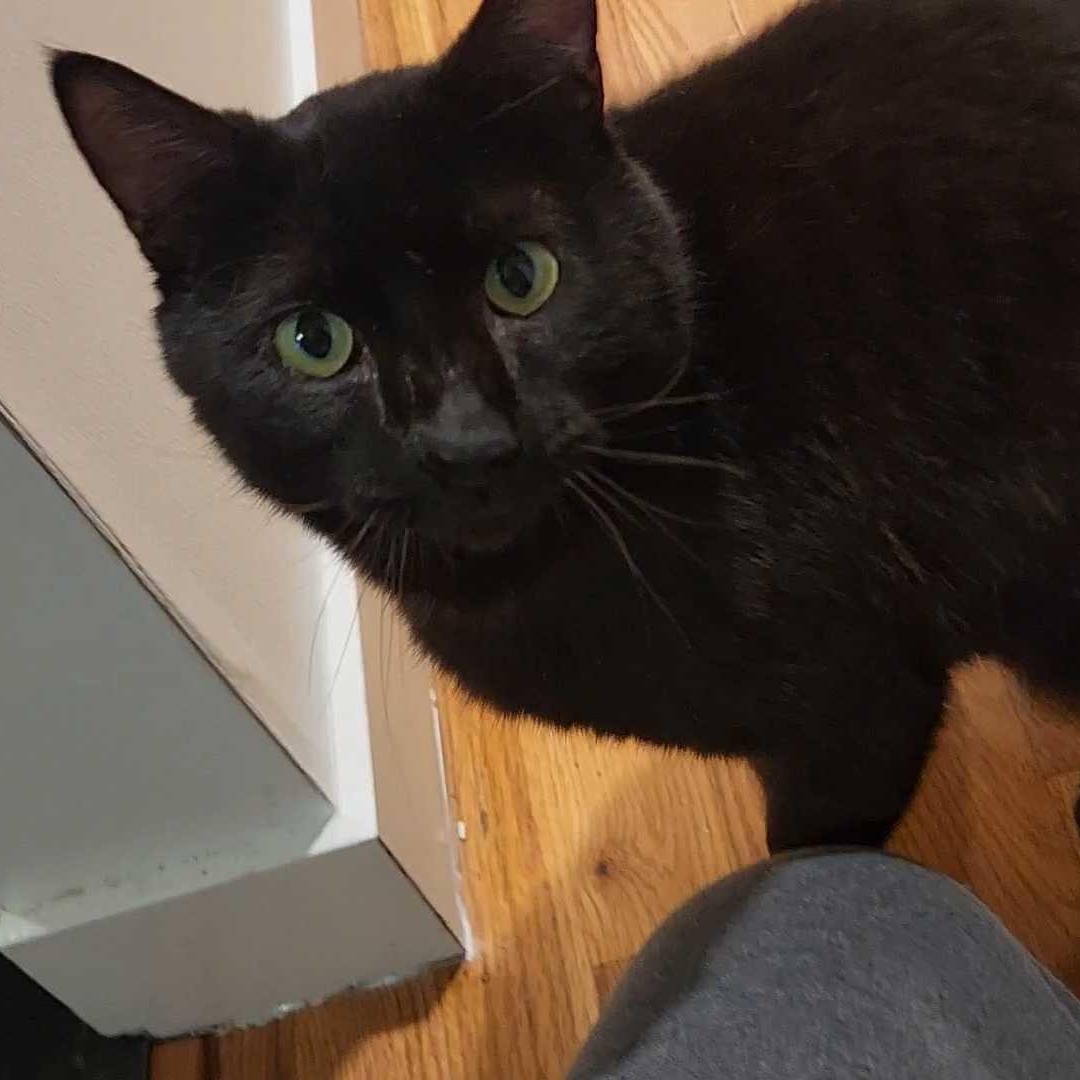 Enlarge Turlington, a ADOPTABLE Domestic Short Hair in Seattle, WA image 2/6