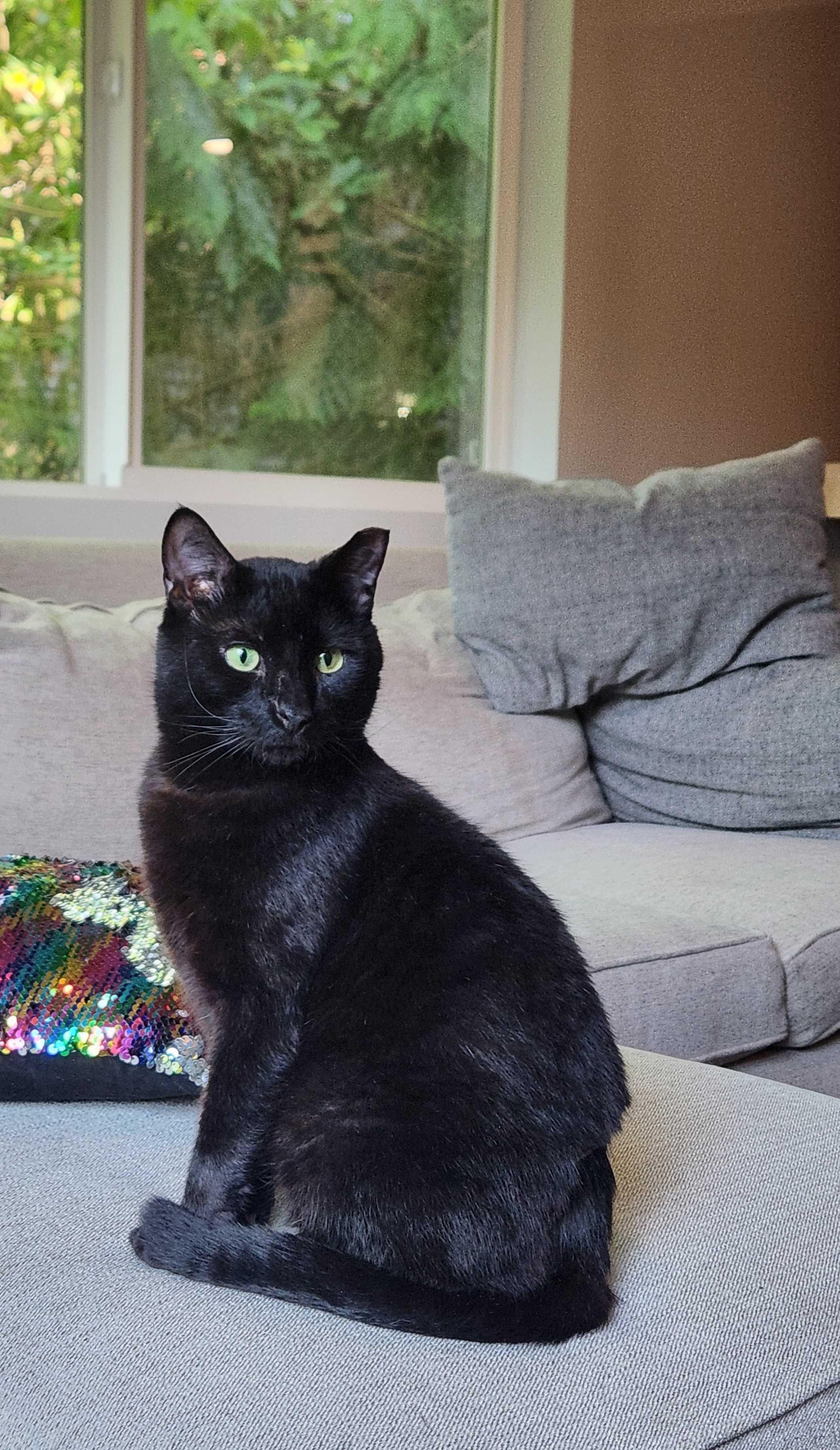 Enlarge Turlington, a ADOPTABLE Domestic Short Hair in Seattle, WA image 5/6