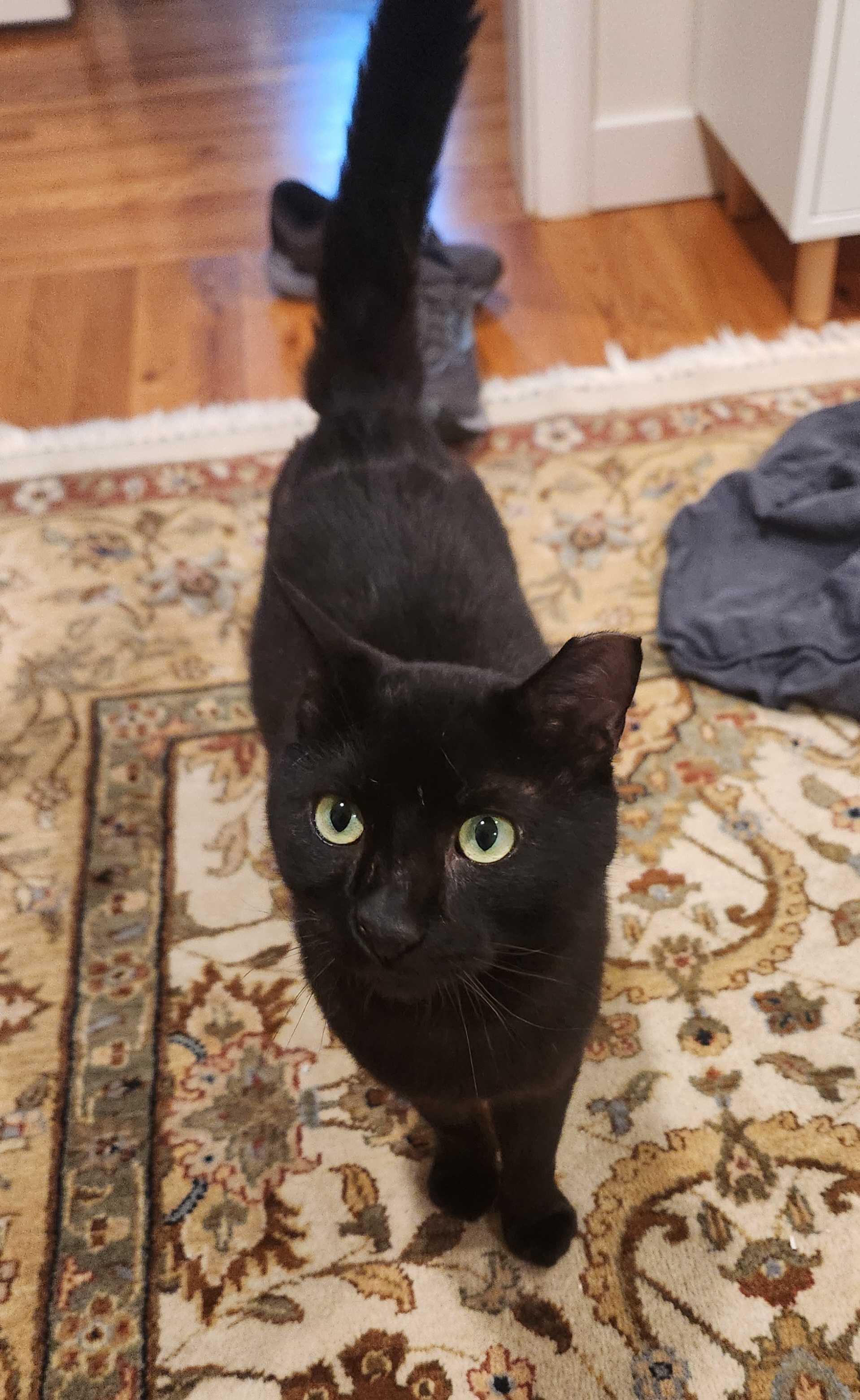 Enlarge Turlington, a ADOPTABLE Domestic Short Hair in Seattle, WA image 3/6