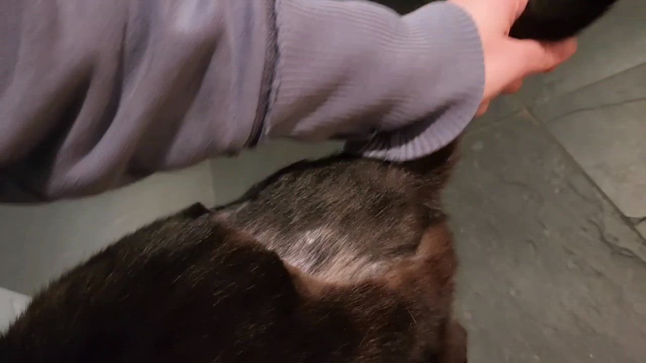 Enlarge Turlington, a ADOPTABLE Domestic Short Hair in Seattle, WA video 6/6