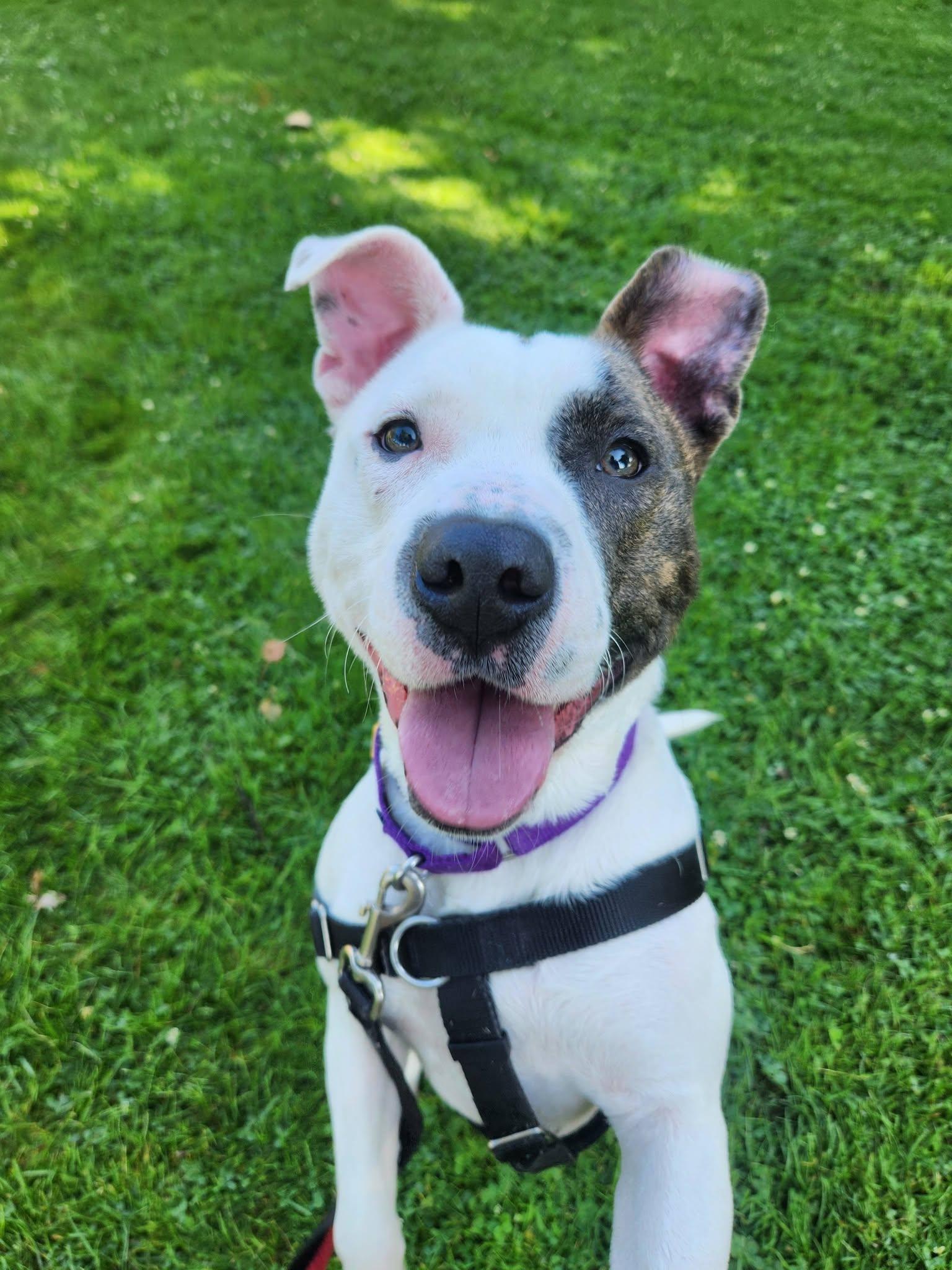 Whirligig, ADOPTABLE, Puppy Female Pit Bull Terrier.