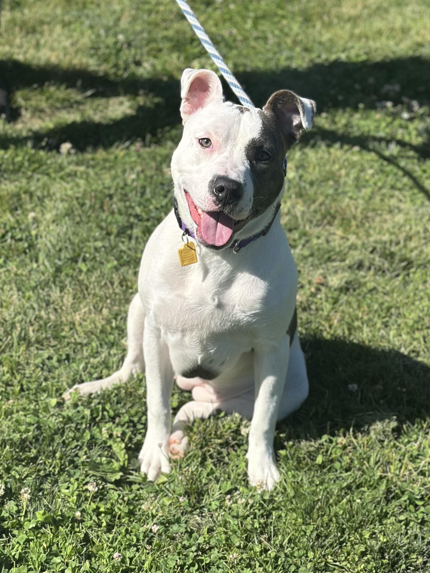 Enlarge Whirligig, a ADOPTABLE mixed breed in Cleveland, OH image 2/6
