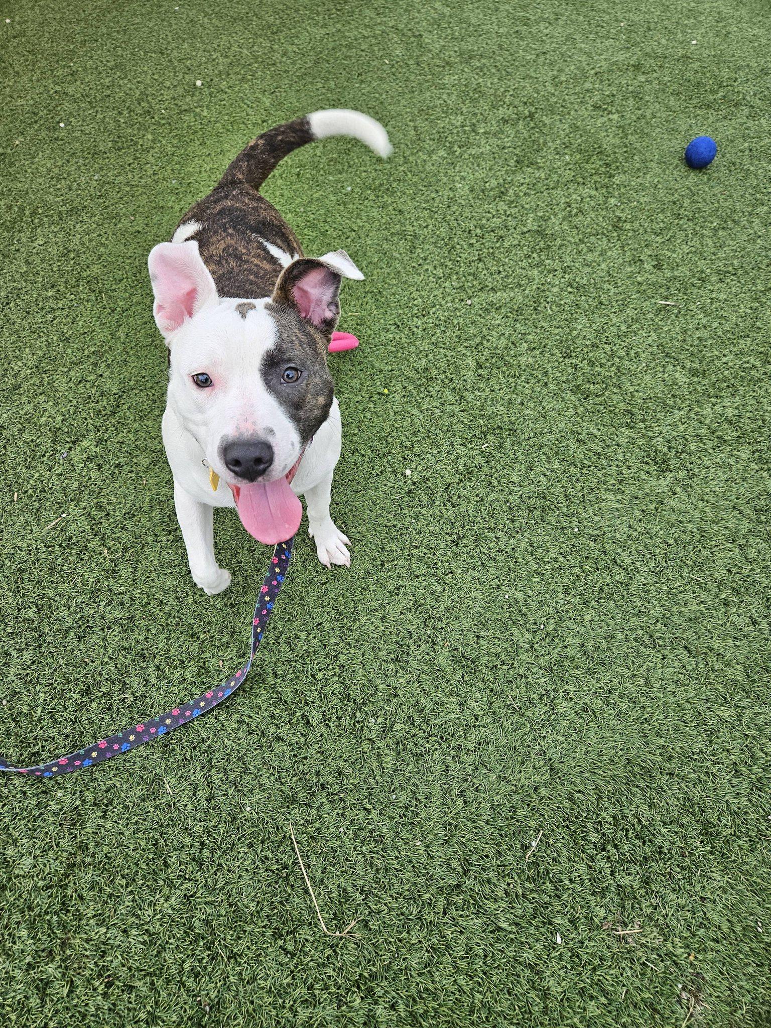 Enlarge Whirligig, a ADOPTABLE mixed breed in Cleveland, OH image 3/6