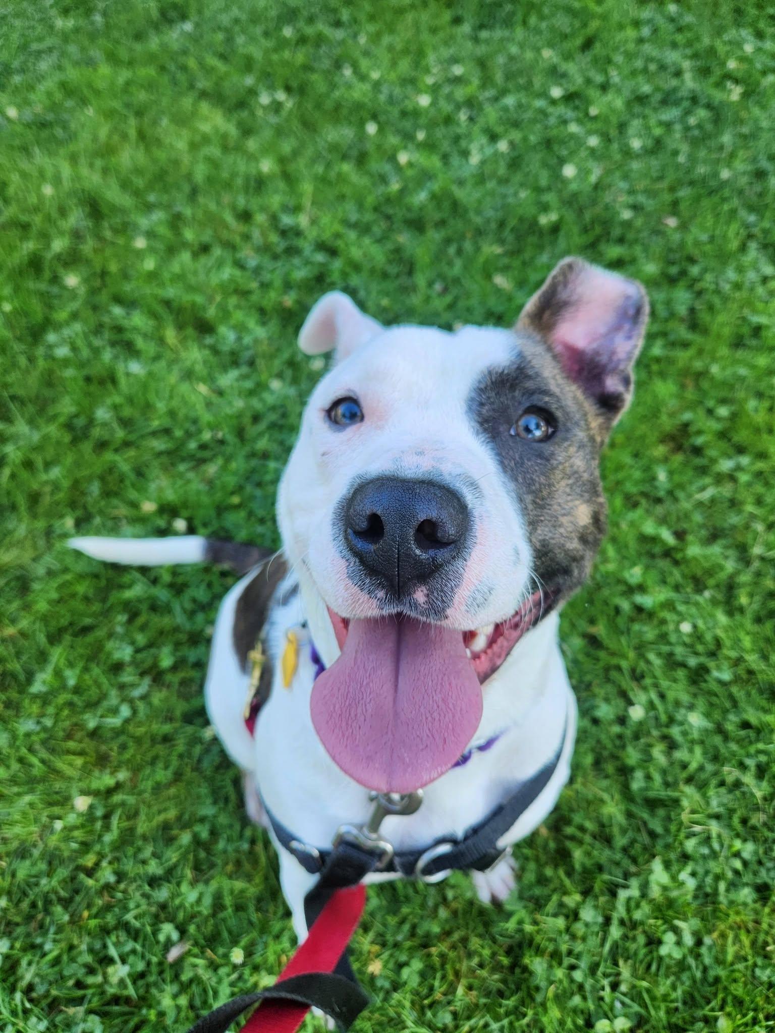 Enlarge Whirligig, a ADOPTABLE mixed breed in Cleveland, OH image 6/6