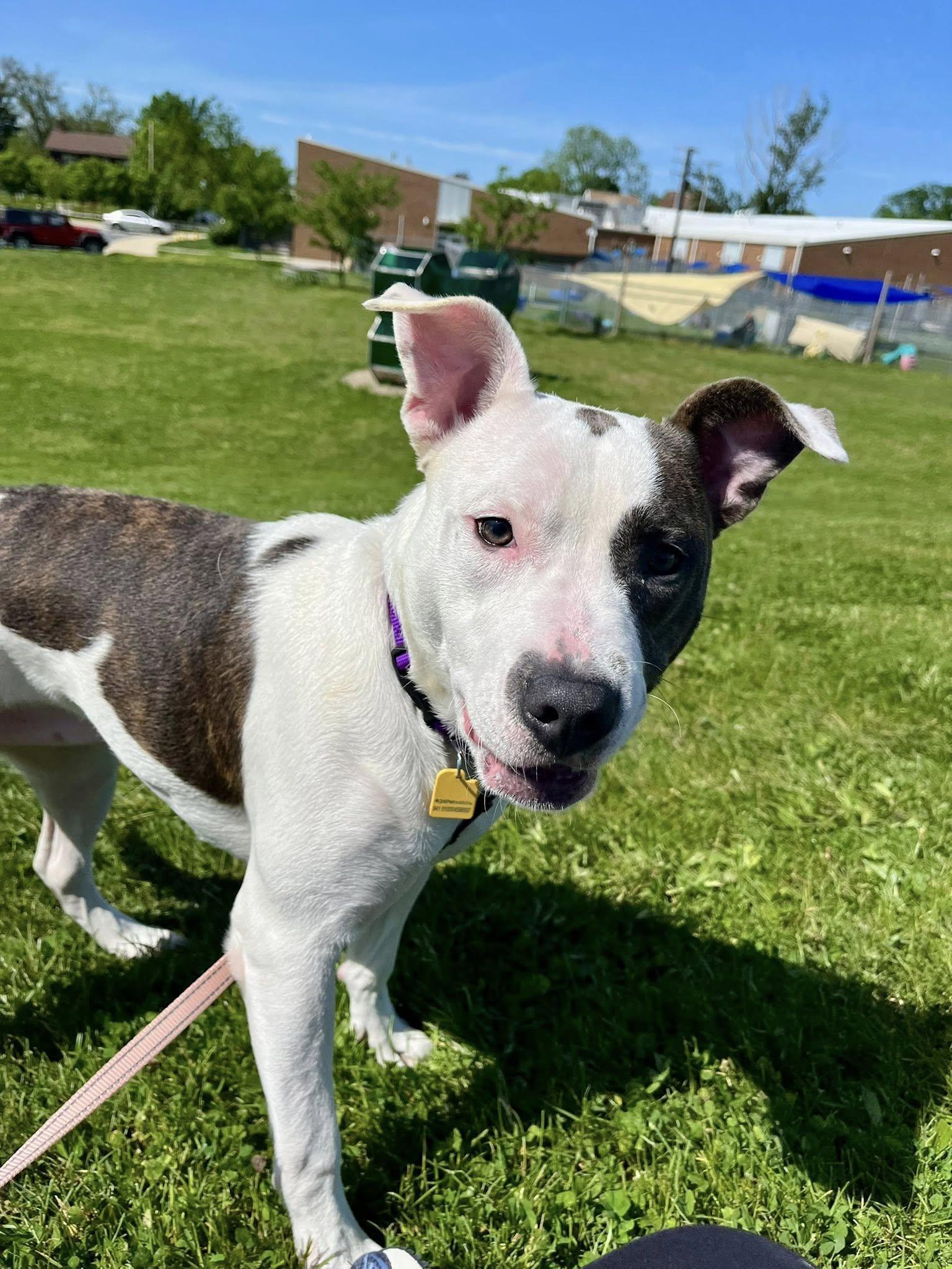 Enlarge Whirligig, a ADOPTABLE mixed breed in Cleveland, OH image 4/6