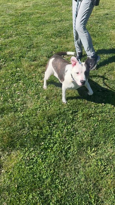Enlarge Whirligig, a ADOPTABLE mixed breed in Cleveland, OH video 5/6