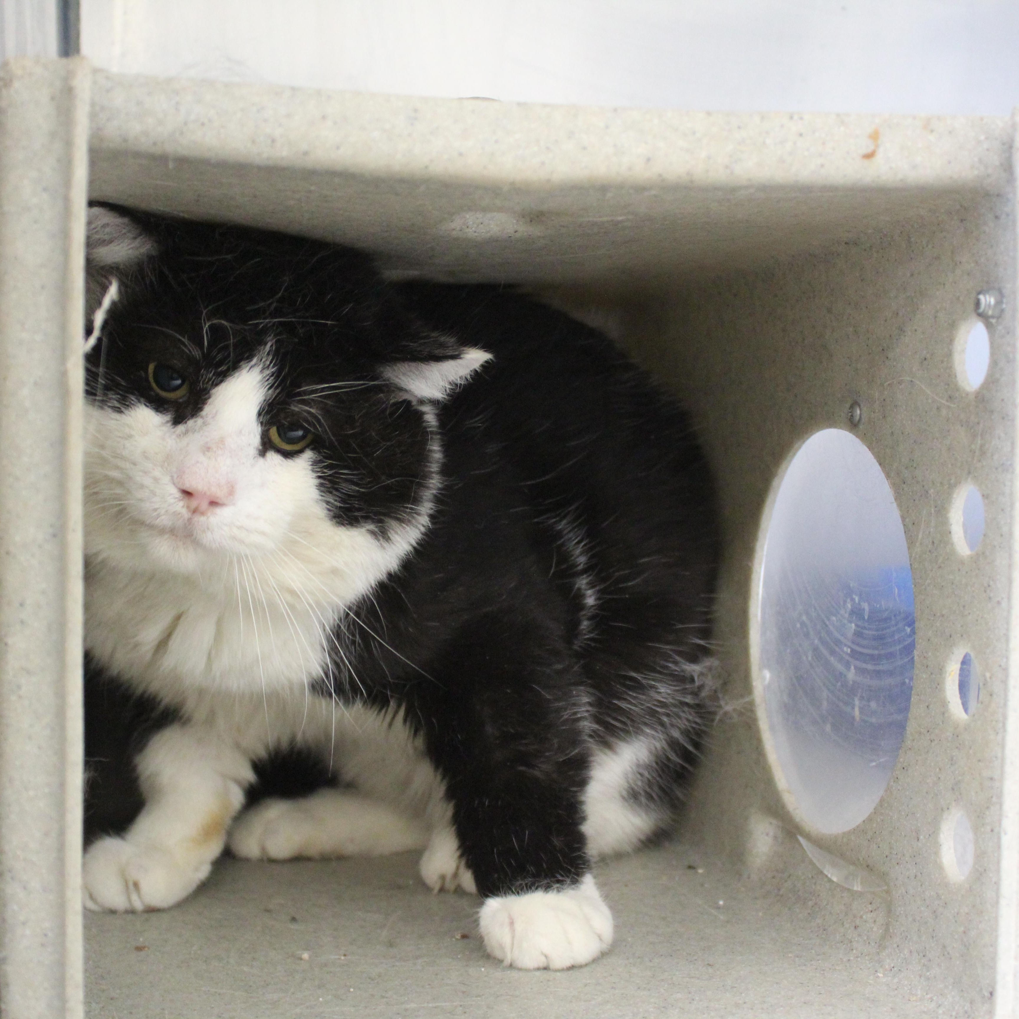 Vinnie [Spicy Kitty]