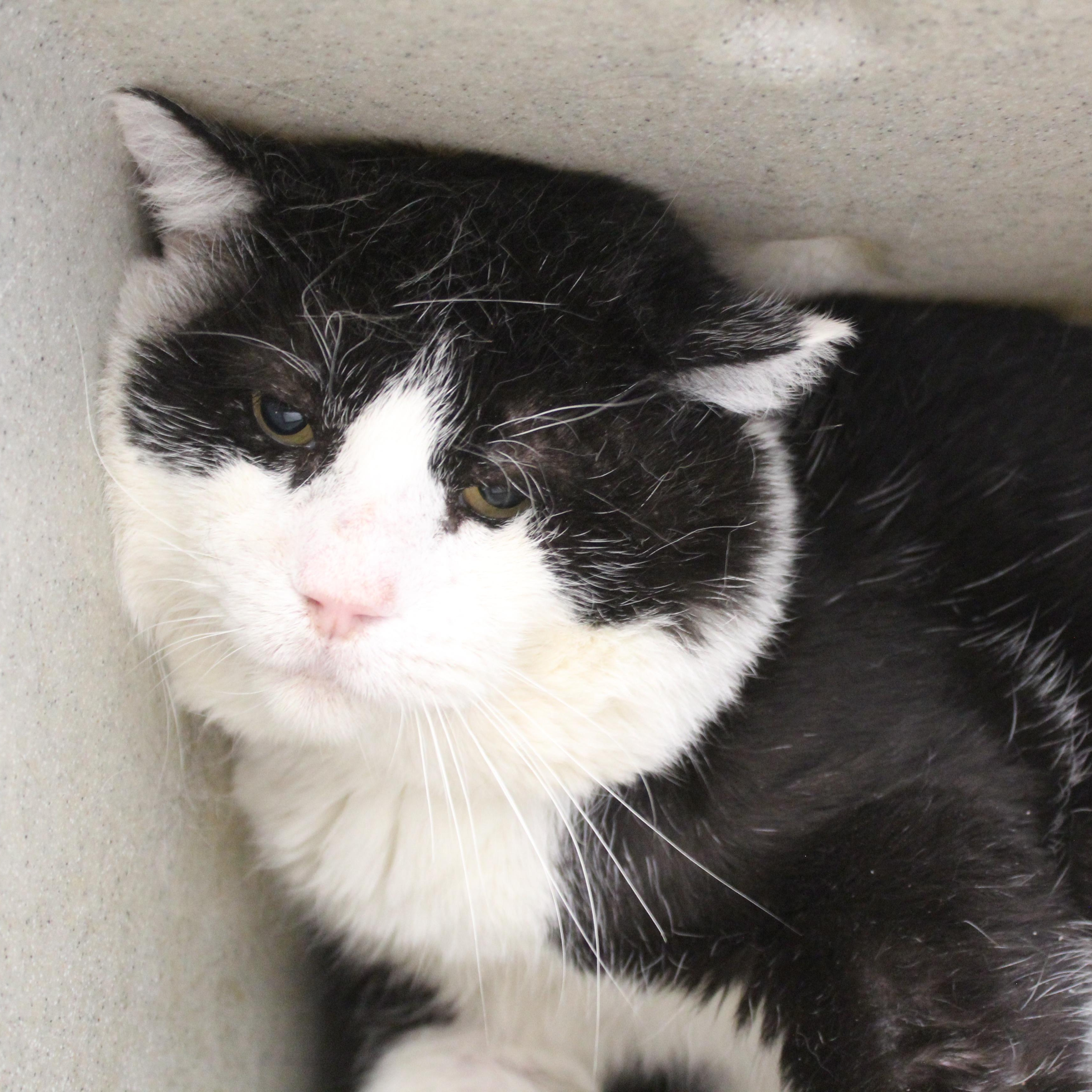 Vinnie [Spicy Kitty] — thumbnail 2