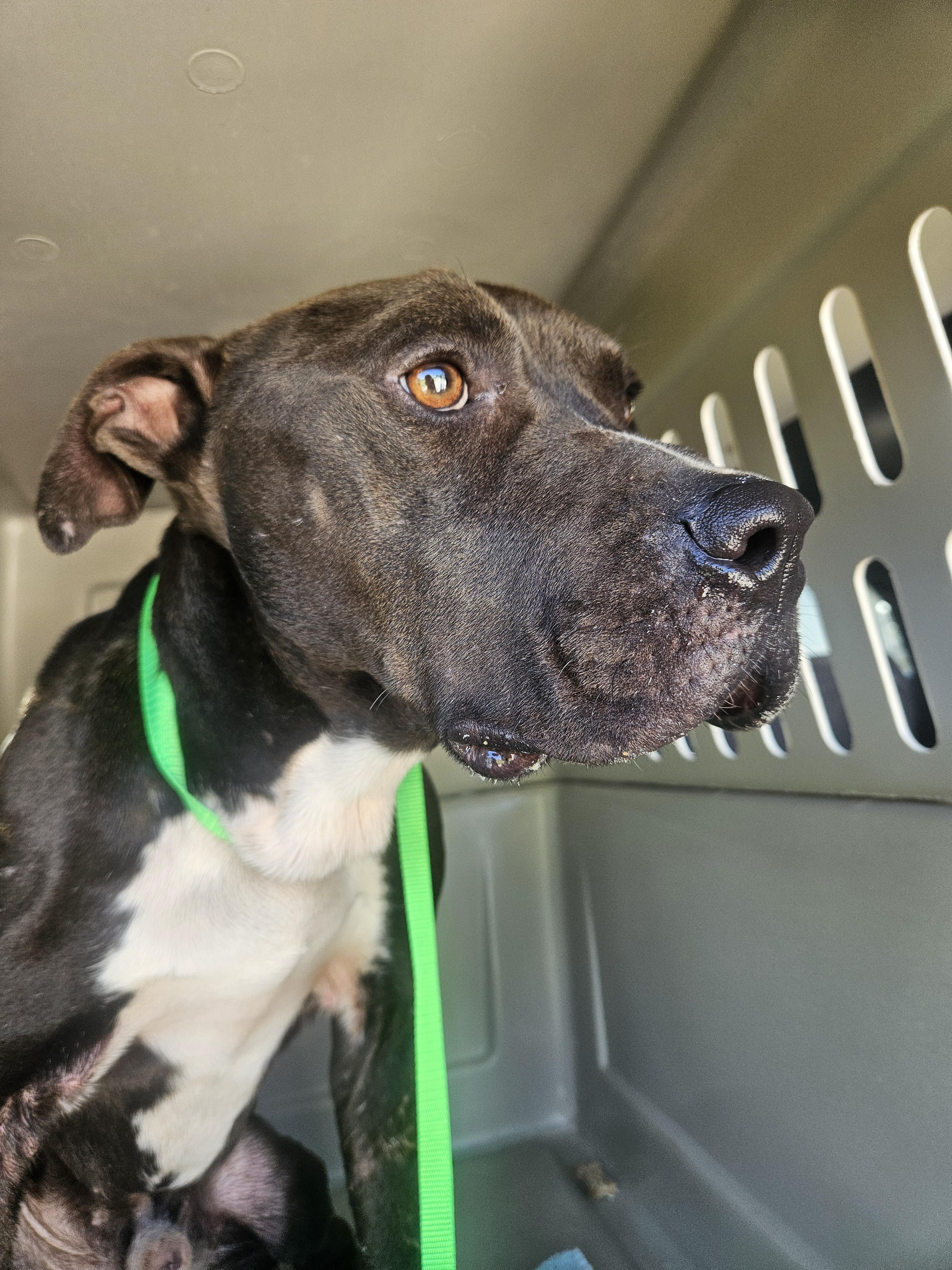 Trailer, a Adoptable Pit Bull Terrier in Loxahatchee, FL image 3/3