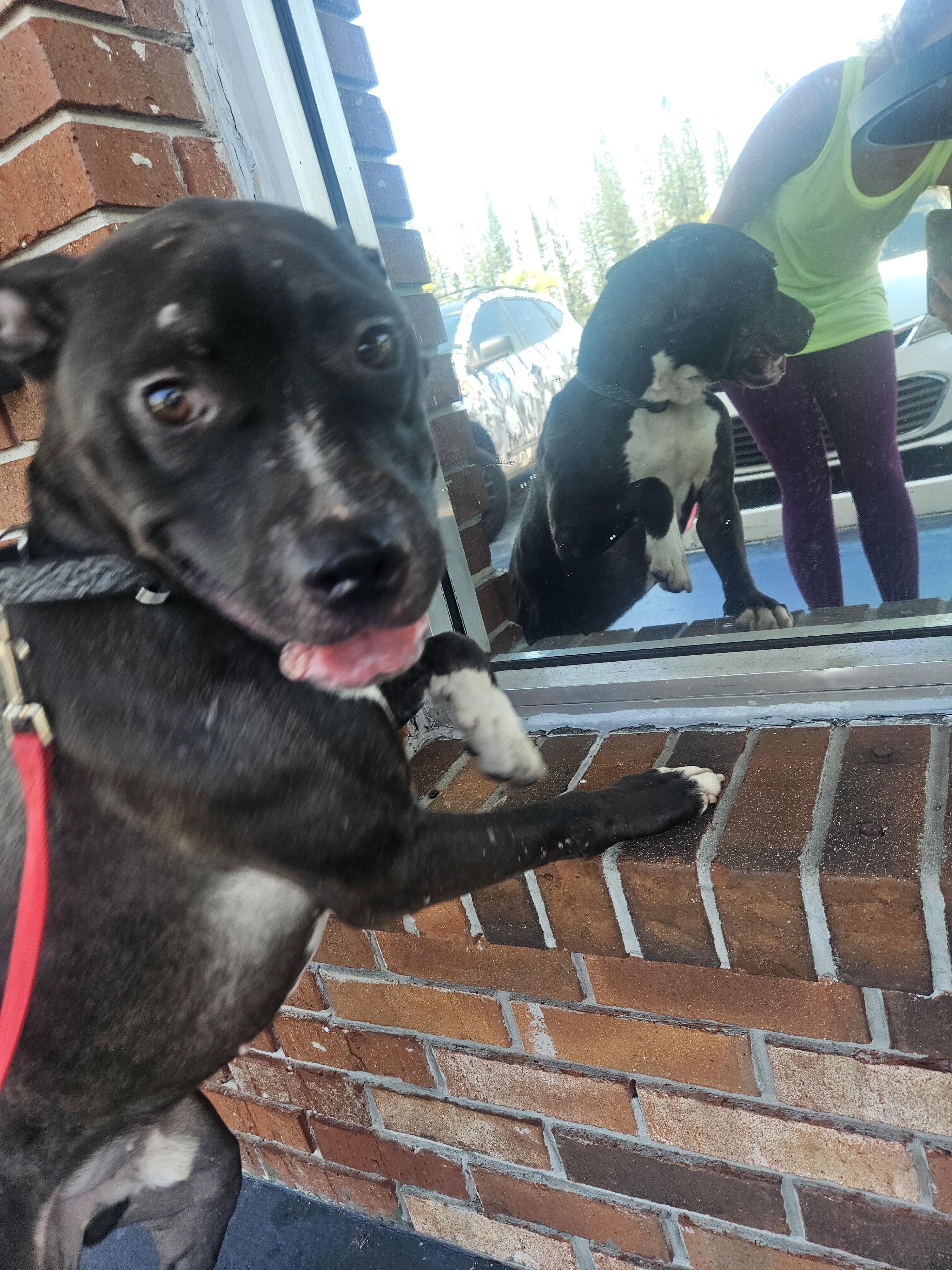 Trailer, a Adoptable Pit Bull Terrier in Loxahatchee, FL image 2/3