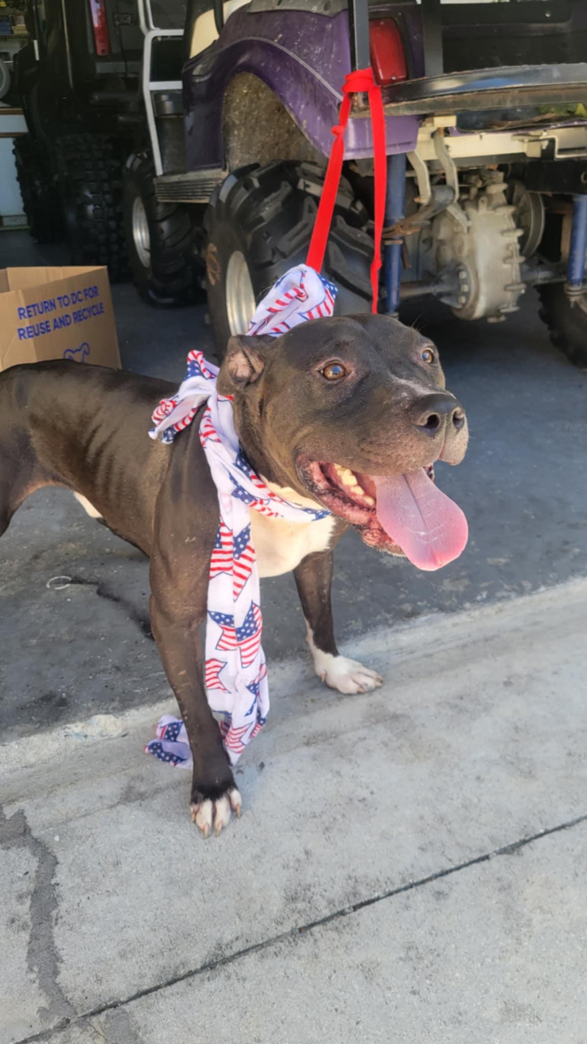 Trailer, a Adoptable Pit Bull Terrier in Loxahatchee, FL image 1/3