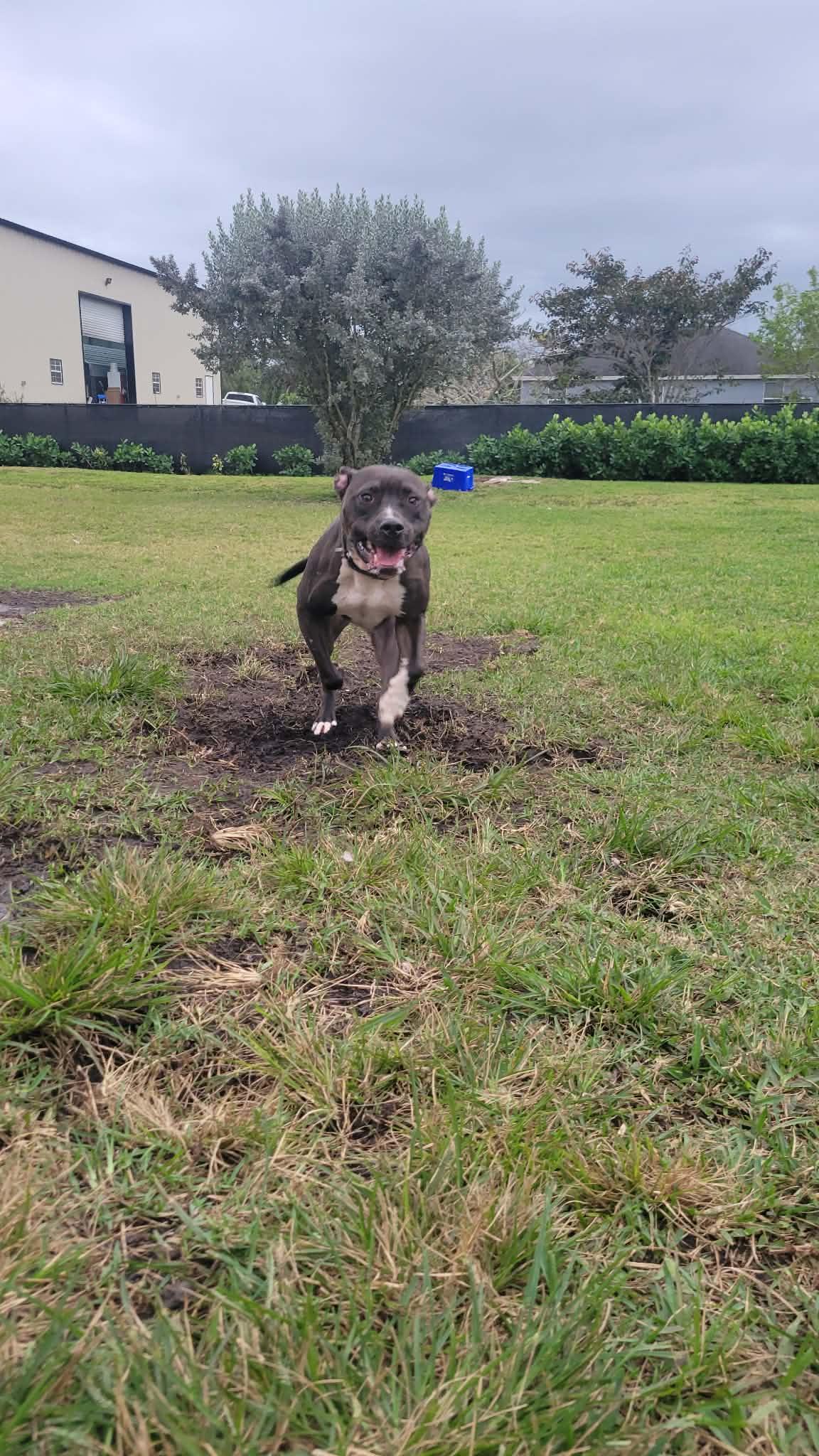 Enlarge Trailer, a Adoptable Pit Bull Terrier in Loxahatchee, FL image 1/4