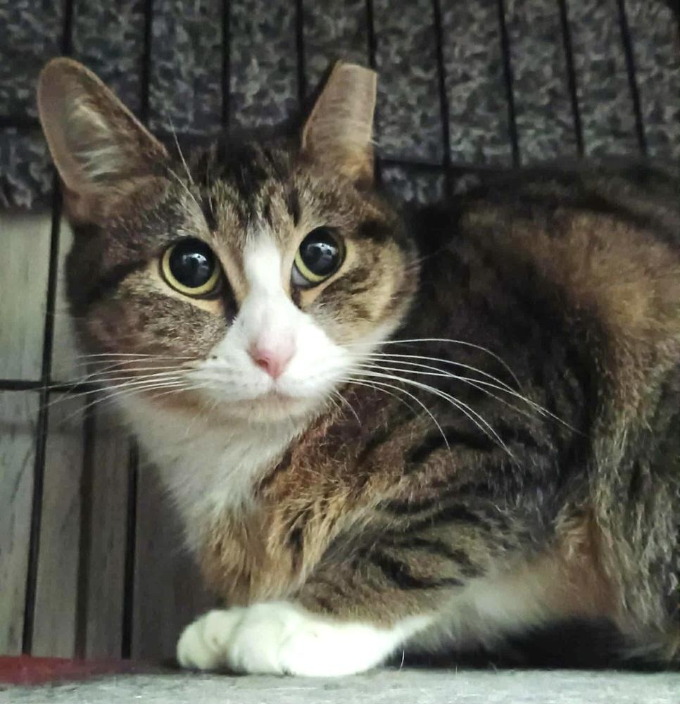 Enlarge Sunshine, a Adoptable Domestic Short Hair in Patchogue, NY image 3/6