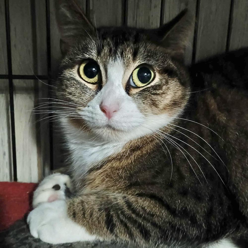 Enlarge Sunshine, a Adoptable Domestic Short Hair in Patchogue, NY image 5/6