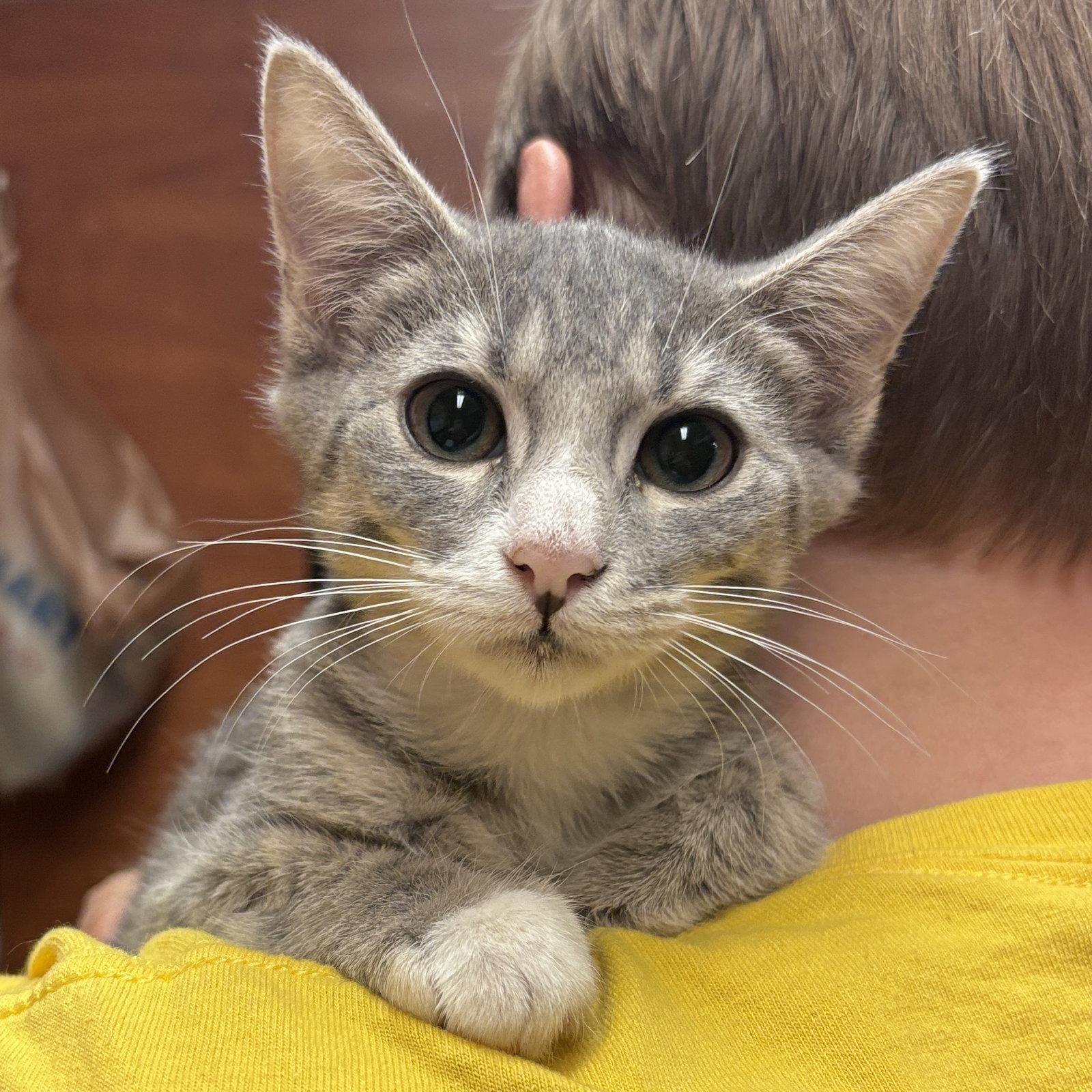 Wolf, Adopted, Kitten Male Domestic Short Hair.