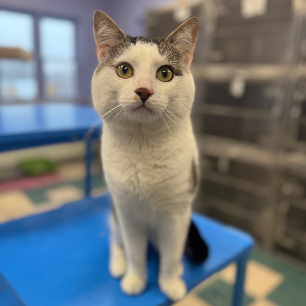 Buddy, Adoptable, Adult Male Domestic Short Hair.