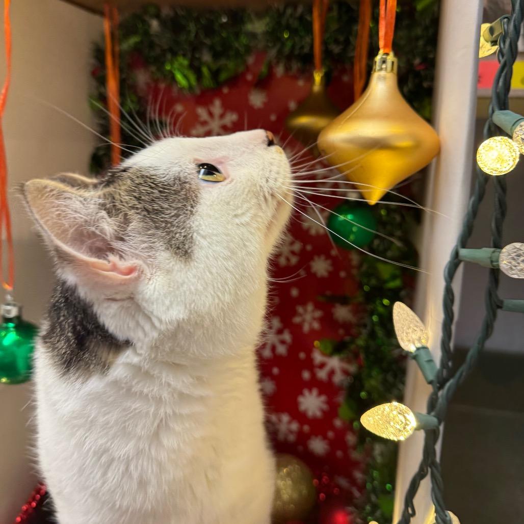Buddy, a Adoptable Domestic Short Hair in Easton, PA image 2/6