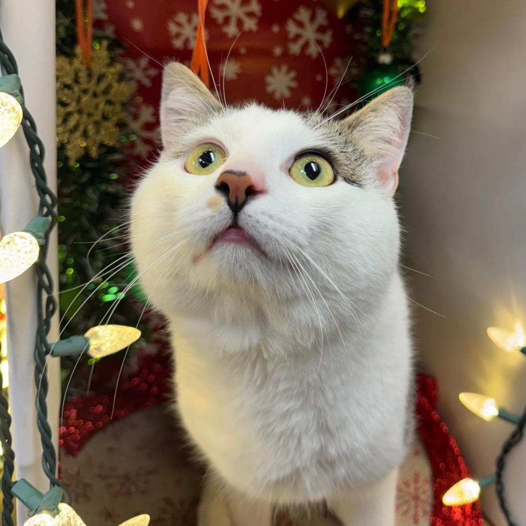 Buddy, a Adoptable Domestic Short Hair in Easton, PA image 3/6