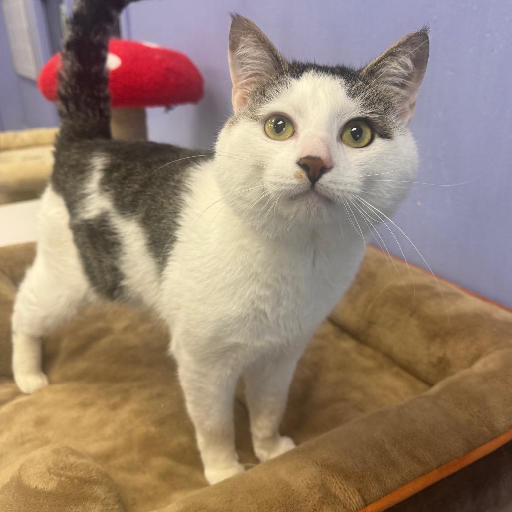 Buddy, a Adoptable Domestic Short Hair in Easton, PA image 5/6