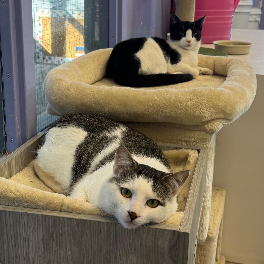 Buddy, a Adoptable Domestic Short Hair in Easton, PA image 6/6