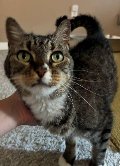Poppins, a ADOPTABLE Domestic Short Hair in Las Vegas, NV image 3/3
