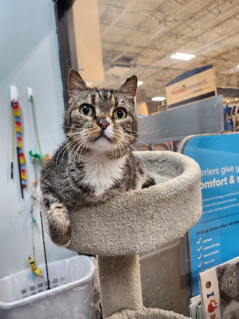 Poppins, ADOPTABLE, Senior Female Domestic Short Hair.